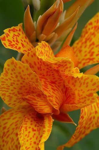 Siddhi Vinayak Gallery® Multicolor Canna Lily Excellent Quality Flower Bulbs For Gardening (Set Of 2 Bulbs) (B0BHHPX8ZG) Amazon Price History, Amazon Price Tracker
