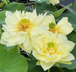 Image of Very Beautiful All Season Yellow Water Lotus(Pack Of-1) /Water Kamal /Water Lily Plant (TUBER) Original Hybrid Veriety Blloming With In 30 Days For Outdoor & Indoor Live Plant.