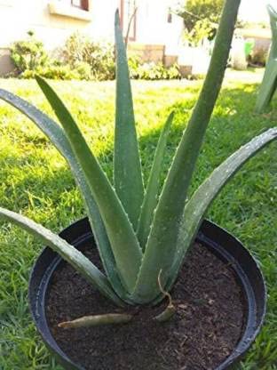 See full amazon price history chart for Tree Hub Aloe Vera Plant (Pack of 1) Green Tree Hub Aloe Vera Plant (Pack of 1) Green (B0B2WNF7KF) Amazon Price History, Amazon Price Tracker