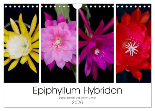 Epiphyllum-Hybriden (Wandkalender 2026 DIN A4 quer), CALVENDO Monatskalender: Exotische Blattkakteenblüten in ihren schönsten Farben (CALVENDO Natur)