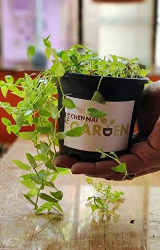 Turtle Vine Evergreen Live plant/Hanging plant/Semi shade plant-image-33