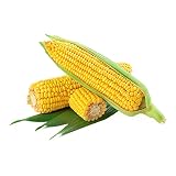 200+ Select Yellow Sweet Corn Seeds for Planting, Non-GMO Heirloom 100% USA Grown Botanical Name: Co