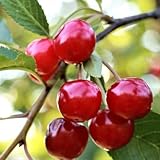 Sauerkirsche Sabina - Obstbaum 80-140 cm, Aromatische Süße Früchte, Winterharter, Wurzelnackte Obstbaume, Kirsche, Prunus avium, Mehrjährig, Ideal für Garten & Obstwiese