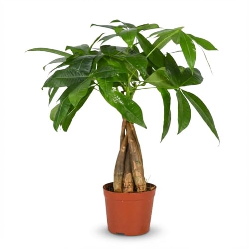 Green boutiQ - Plante d'intérieur - Arbre à monnaie - Pachira Aquatica - Vert - Peu d'entretien - 1 Plante - Pot 12cm - Hauteur 40-50cm