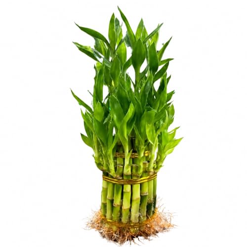 Live Two Tier Lucky Bamboo Plant, Bundle of 15 Stalks, Indoor Houseplant