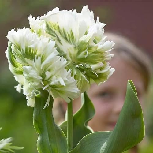 10zwiebeln tulpen - geschenk blumenstrauß tulpen herbstblumen, frühlingsblumen blumenzwiebel frühlingsblumen exotische