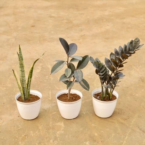 Hard to Kill Combo - Set of 3 - Snake Yellow, Rubber Black & Zz Black in 08 Inch White Marble Premium Milo Round Plastic Pot-image-21