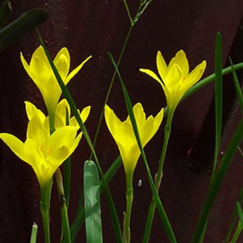 6 Bulbi Di Zephyranthes Rosa - Giglio Della Pioggia Facile Da Coltivare Per Principianti - Foto 7