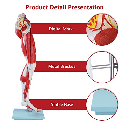 Image of breesky Human Anatomy Model Leg Muscle Model 13 Parts Life Size Leg Model Muscle Model Details Muscles, Arteries & Veins for Study Display Teaching Medical Model