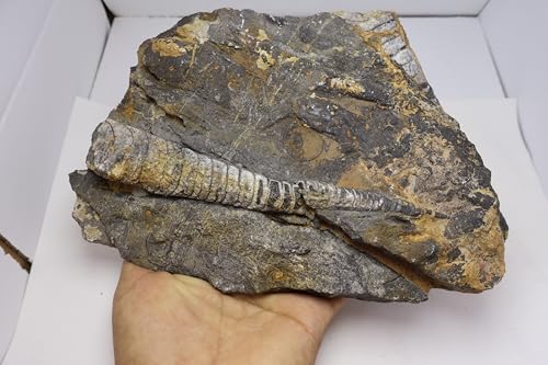 Image of Natural Orthoceras Fossil Plate from Devonian Period Fossil from Morocco A312