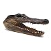 Genuine Alligator Head Real Gator Head & Teeth Taxidermy From Swamp - Wild Gator Heads -