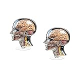 Anatomical Head Model (Set of 2)
