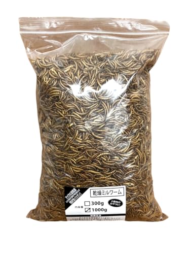 Wyt@[ ~[ 1000g nX^[ K nlY~ X   a GT ^ Ai ঒ T J