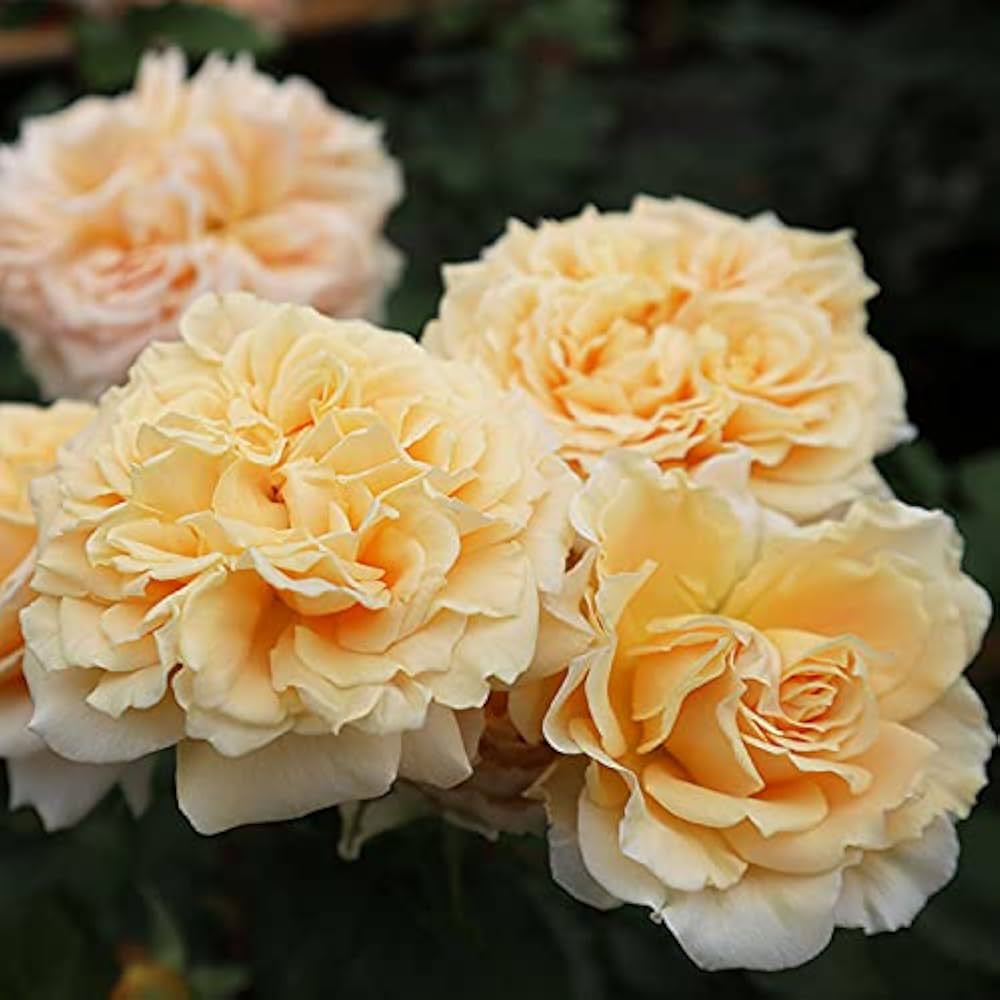 美苗シルエット大苗 Amazon.co.jp: バラ苗 【インパクト】 (大苗) ハイブリッド