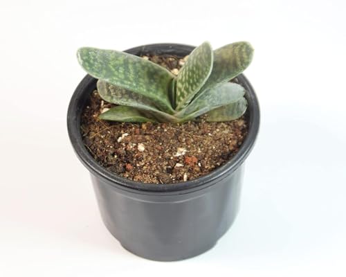 Image of Gasteria Live Succulent Plant with Pot | Rare Tongue-Shaped Leaf Succulent | Low-Maintenance Indoor Plant for Home, Desk & Office Decor | Fresh Healthy Live Plant