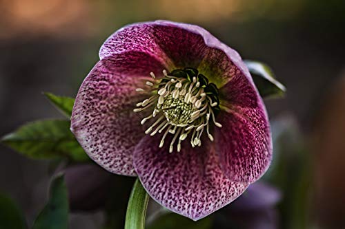 Helleborus x hybridus 'Black Beauty' 10 Seeds, Christmas Rose, Hellebore