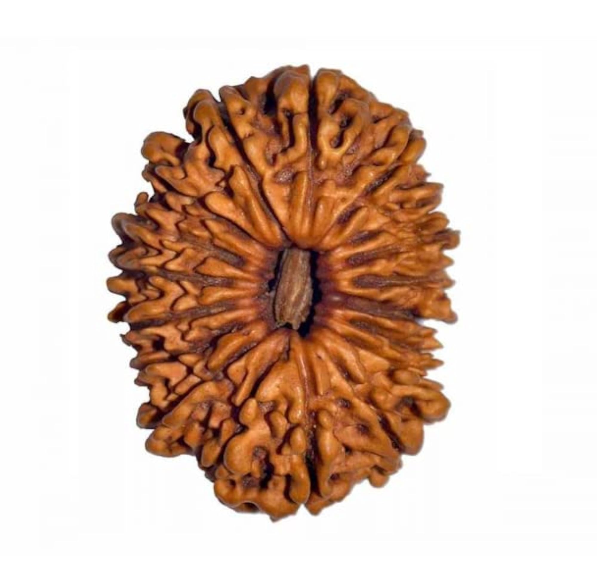 18 Mukhi Rudraksha with Silver Capping, Certified