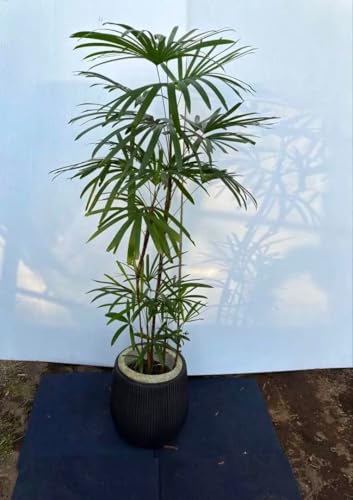 観葉植物 シュロチク」の人気商品一覧 | 安い商品を通販サイトから探す