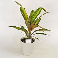 ドラセナキウイ 苗 リュウゼツラン 科 観葉植物 コルジリネ