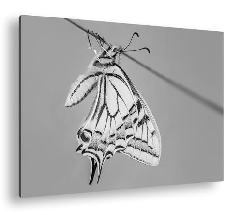 Papillon jaune tableau deyoli de qualité supérieure sur cadre en bois