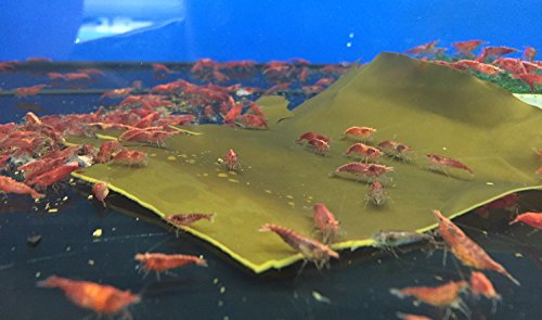 NatureHolic - AlgaePlate Naturbeschnitt - für Aufwuchsfresser & Wochenendfutter für Garnelen, Schnecken und Welse im Aquarium - 10 g