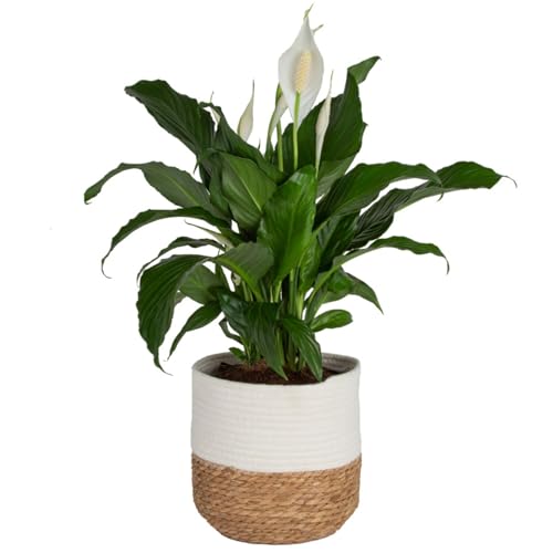 Costa Farms Peace Lily Live Plant in Decorative Pot, Large Air Purifying Flowering Indoor Houseplant, Perfect for Home, Room, or Office Decor, Great House Warming or Birthday Gift, 2-3 Feet Tall