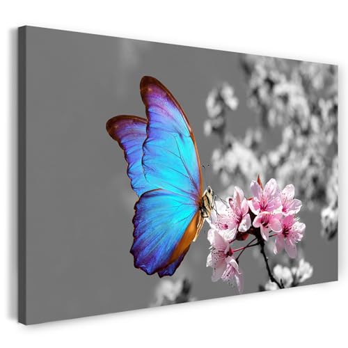 Printistico Leinwandbild (40x30cm) Blauer Schmetterling auf Kirschblüten - Blumen, Tier Fotografie, echter Holz-Keilrahmen inkl. Aufhänger, handgefertigt in Deutschland