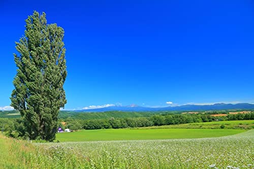 y|XgJ[hLac et SoleilzkCPƃ[̖ l̋u ̂͂nKLt Be/kazukiatuko