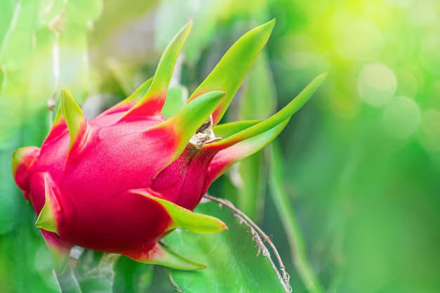 Image of Dragon Fruit Live Plant (Pink /Red) in Grow-Bag Suitable for Pots, Terrace, and Outdoor Farming Use, Pack of 1