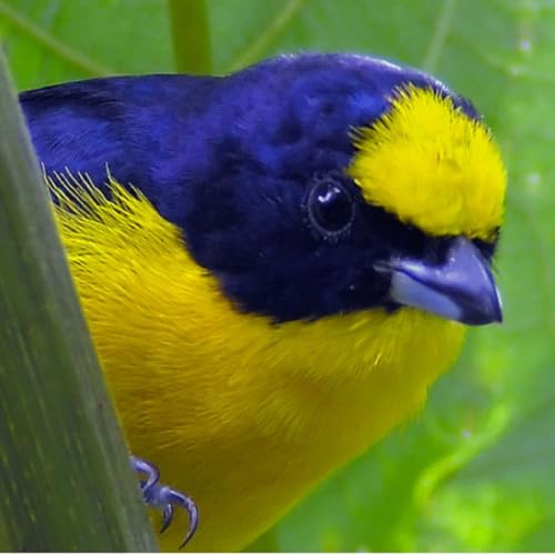 『Thick-billed Euphonia – Deceitful Mimic』のカバーアート