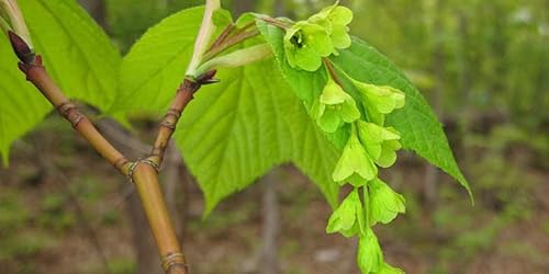 20 Striped Maple Tree Seeds - Acer Pensylvanicum #TOP1