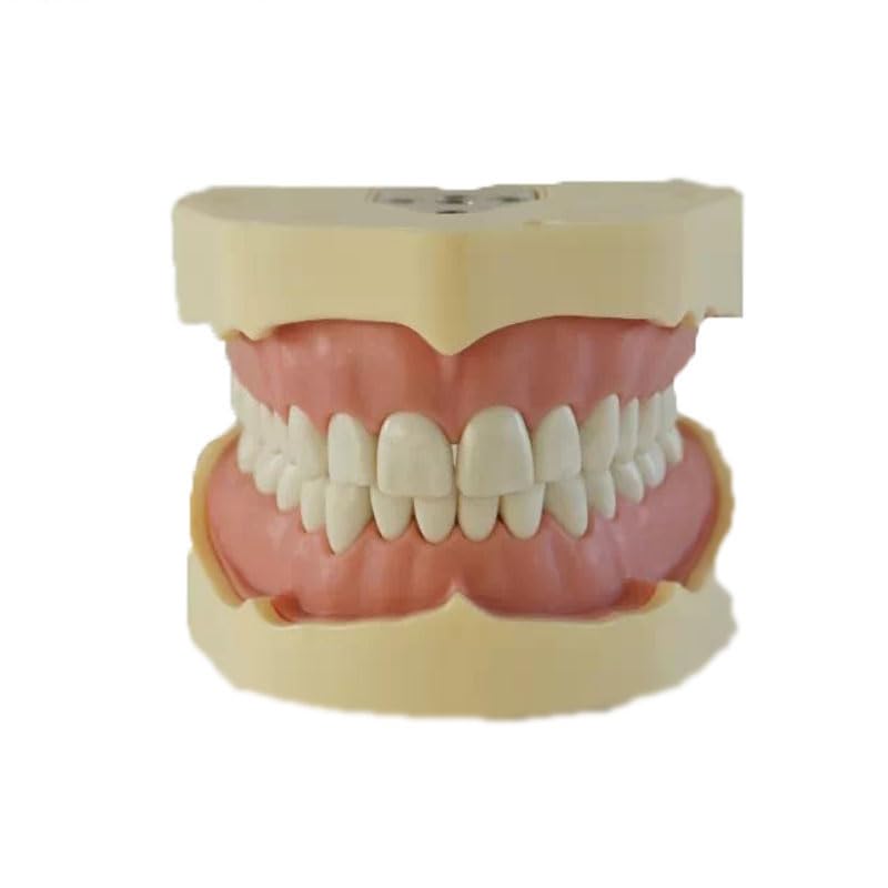 Medical Science SF Type 32pcs Soft Gum Screw Fixed Without Articulator Dental Teeth Study Model