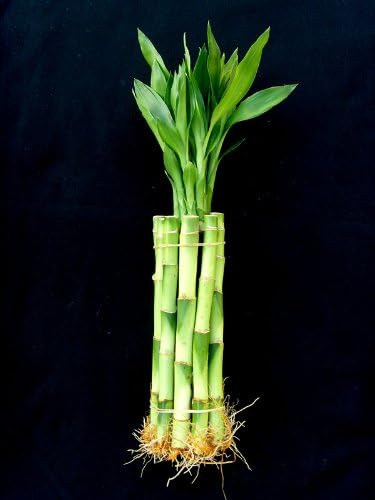 Lucky Bamboo Plant, 10 Stalks, 8 Inches Tall, Fresh Live Indoor Stems