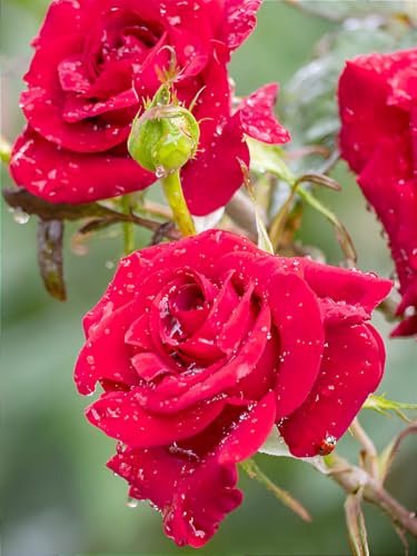 Image of Hidden Enterprise Red Rose Live Flower Plant | 1-2 Ft Healthy Decorative Outdoor & Indoor Garden Plant | Fresh Blooming Rose Sapling for Home Balcony Terrace Gardening | (Without Pot)