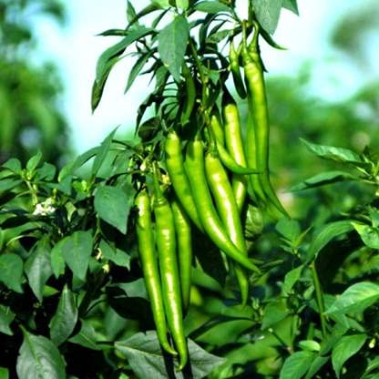 Golden Hills Farm Hybrid PUSA JWALA Chilli/MIRCH 200+ Seeds (B095XBCXYV) Amazon Price History, Amazon Price Tracker