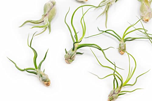 Pack Of "Wild Ones" Air Plants - Tillandsia Caput Medusae, Butzii & Bulbosa Guatemala - Air Plants Live Succulent House Plants For Holders - Available In Wholesale And Bulk Sale- Home And Garden Decor - Easy Care Indoor And Outdoor Plants (Pack Of 12) #TOP1