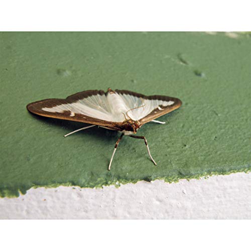 BSI 64208 val - Image 4