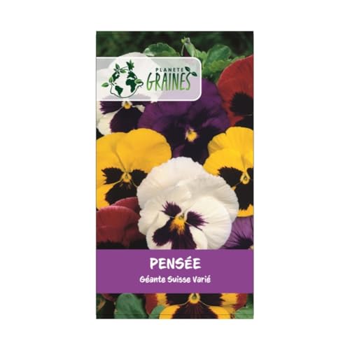 200 graines pensée géante Suisse variée - Viola x wittrockiana - plante ornementale - mixtes