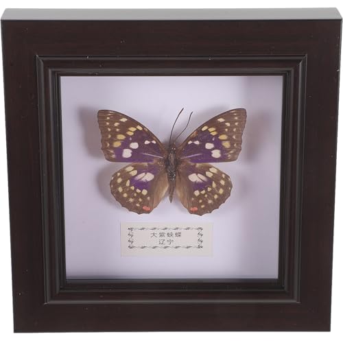 Ipetboom Spécimen de Lépidoptère Simulé Grand Cadre Décoratif en Bois Plastique et Acrylique Décor Mural Fait Main Cadre Photo DIY pour Collectionneurs Présent Original pour Décoration