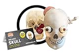 GIANTmicrobes Deluxe Skull with Mini Organs Plush – Realistic Anatomical Human Skull, Educational Biology Gift, Features Removable Mini Brain Organ, Inner Ear, Brain Cell and Eyeballs