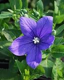 Perennial Farm Marketplace Platycodon g. 'Astra (Balloon) Perennial, Size-#1 Container, Violet-Blue Flowers