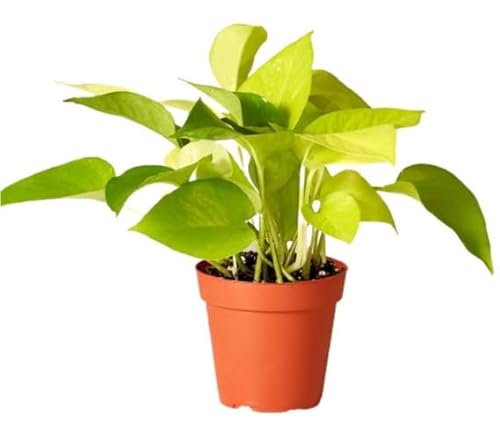 Poto Amarillo Natural Planta Tapizante que Marcará la Diferencia