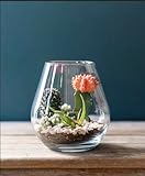 Syndicate Glass Lantern Terrarium Kit, Clear, 14 x 6 x 14 Inches, Hand Wash, Indoor Planter for DIY Projects, Create Your Own Design