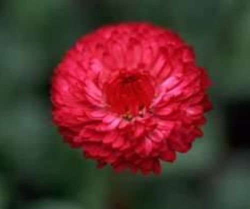 Alto rosso fiordaliso 100 Semi freschi