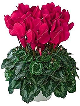 Seeds 20 Pcs/Bag Cyclamen Flower, Beautiful Bonsai Flower Seeds for Home Garden Seeds Pot Natural Growth Cyclamen Seeds Kids Love It 3: Only Seeds