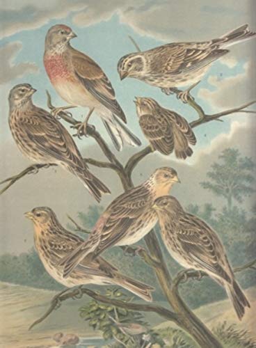 Bluthänfling. Acanthis cannabina (L.). Männchen. Weibchen. Junge Vögel. Berghänfling. Acanthis flavirostris (L.). Männchen. Weibchen. Junges Männchen. Chromolithographie.