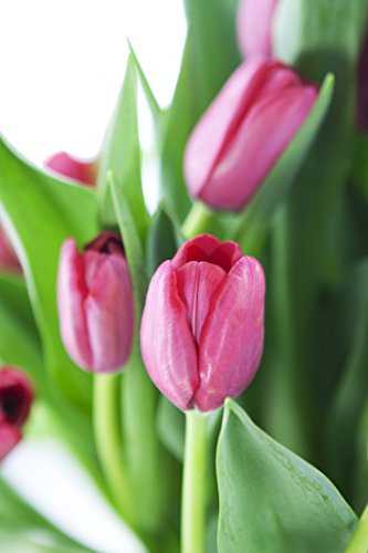 Image of KaBloom-30 Red Tulip Bouquet,Flowers for Valentine, Mother's Day