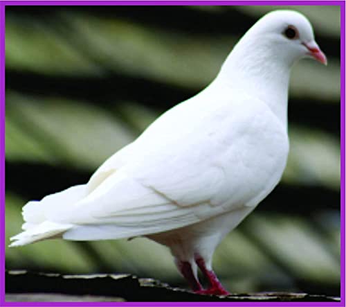 Paramix-Egg-Formula-Supplement-250-GMS-Pouch-Poultry-Pigeons-Honey-Bees-and-Other-Birds-Supplement-of-Essential-Vitamins-Water-Soluble-Supplement-for-Egg-Laying