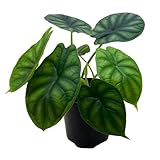 BubbleBlooms Alocasia Dragon Scale, Alocasia Baginda, Black Dragon Scale, Rarest Alocasia, in a 4 inch Pot