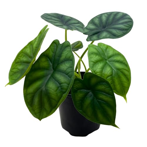 BubbleBlooms Alocasia Dragon Scale, Alocasia Baginda, Black Dragon Scale, Rarest Alocasia, in a 4 inch Pot